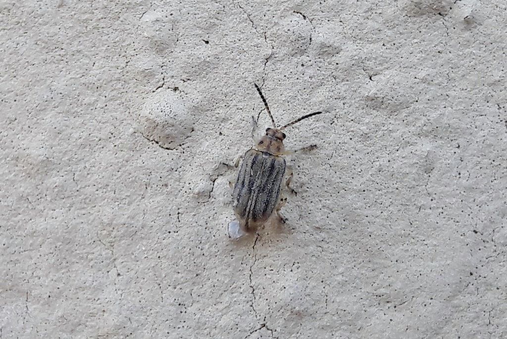 Chrysomelidae: Ophraella communa? Sì.